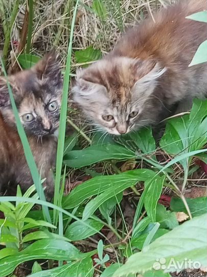 Котики