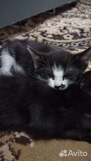 Красивый котёнок ищет дом
