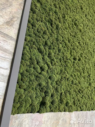 Вертикальное озеленение мхом