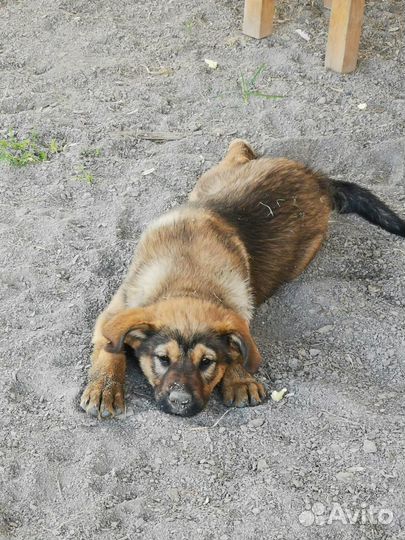 Отдам в добрые руки щенков