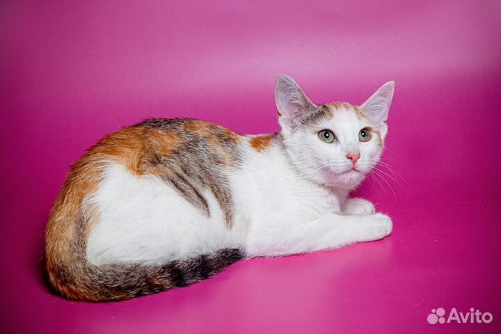 Двое из ларца)