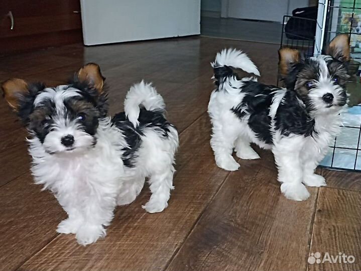 Бивер терьер. Бивер йорк. Девочка