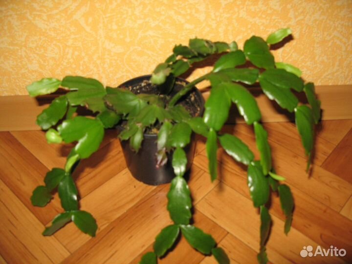 Декабрист, Денежное дерево