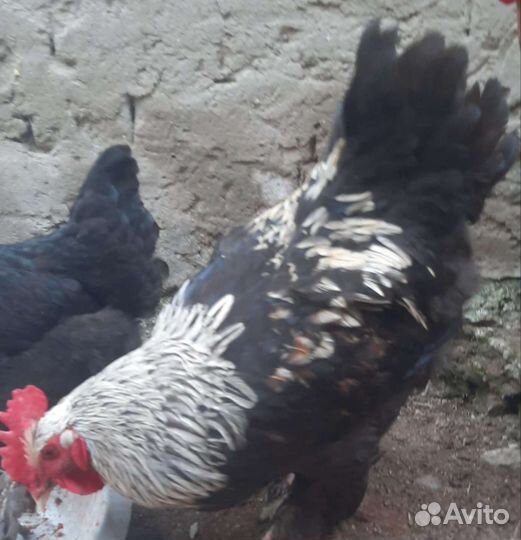 Петухи