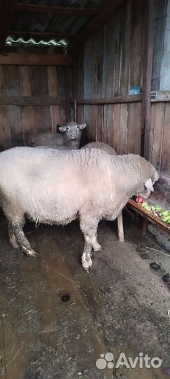 Баран на зарез