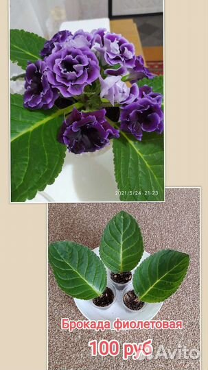 Глоксинии махровые сортовые, листики, детки