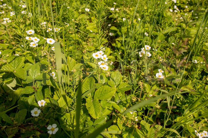 Участок 7,5 сот. (СНТ, ДНП)