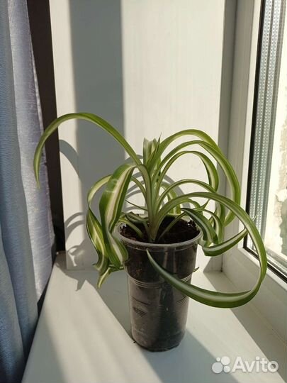 Хлорофитум хохлатый, кудрявый (бонни)