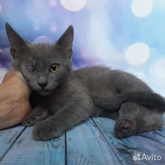 Русская голубая и фенотип бурманской