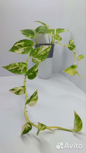 Эпипремнумы (сциндапсусы)