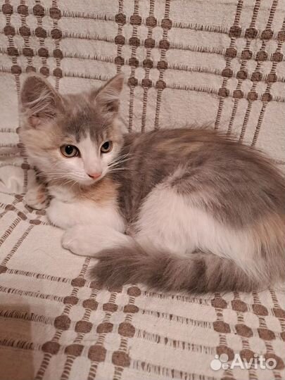 Помогите котятам выжить