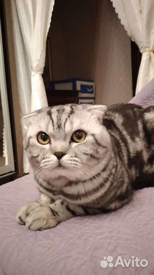 Кот на вязку