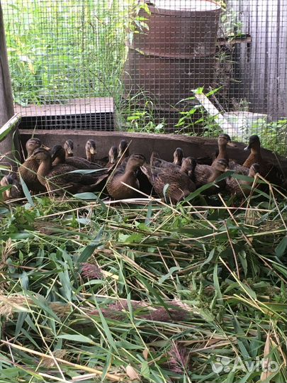 Дикие утки подсадные