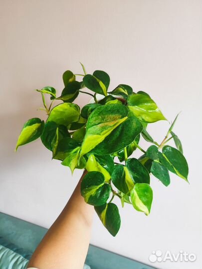 Филодендроны