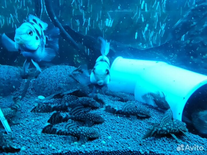 Сомики анциструсы