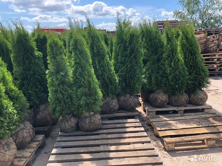 Туя оптом