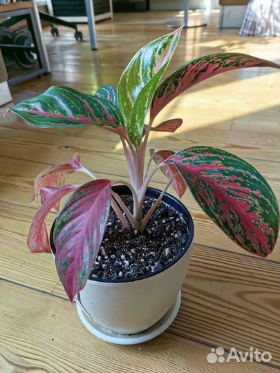 Аглаонема Пинкат