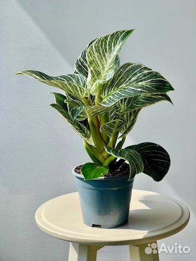 Филодендрон Биркин