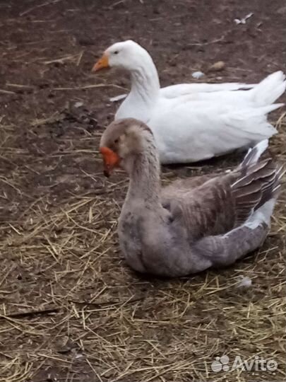 Холмогорские гуси