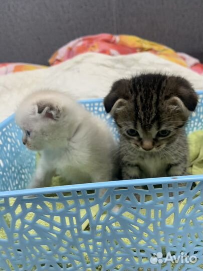 Шотландская