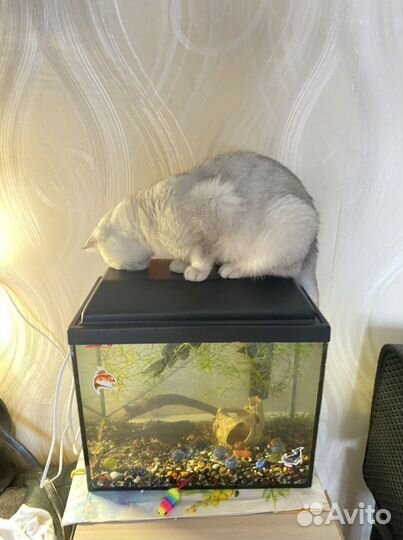 Аквариум