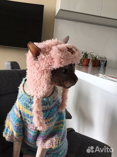 Одежда для животных