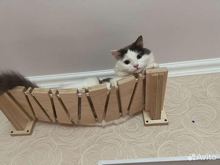 Кот вашей мечты