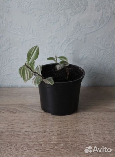 Традесканция