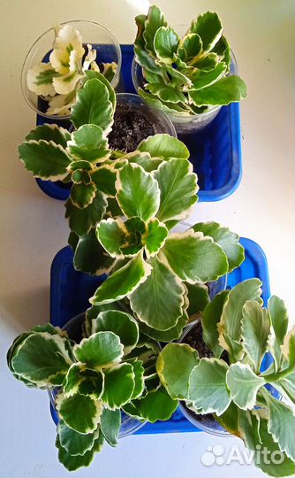 Каланхоэ пестролистный