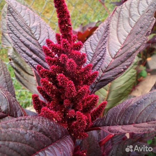 Амарант декоративный, семена