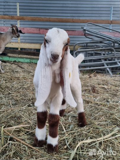 Козлик гулаби 50