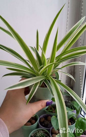 Хлорофитум