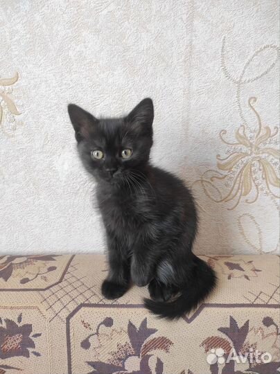 Кошечка в добрые руки