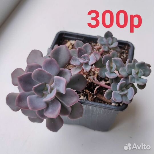 Суккуленты