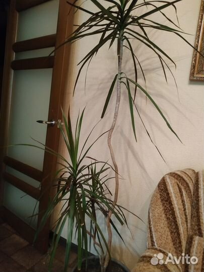 Пальма драцена