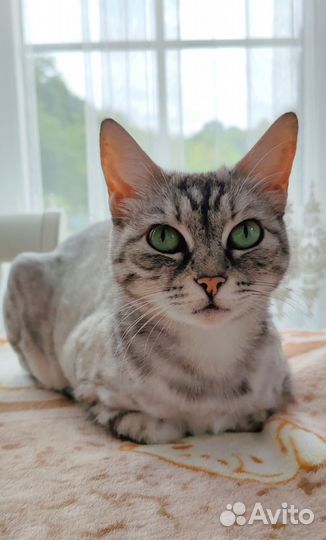 Зеленоглазая кошечка Боня