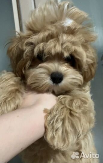 Щенок мальтипу f1 девочка