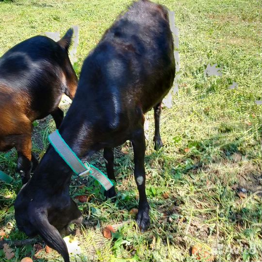 Нубийские козы