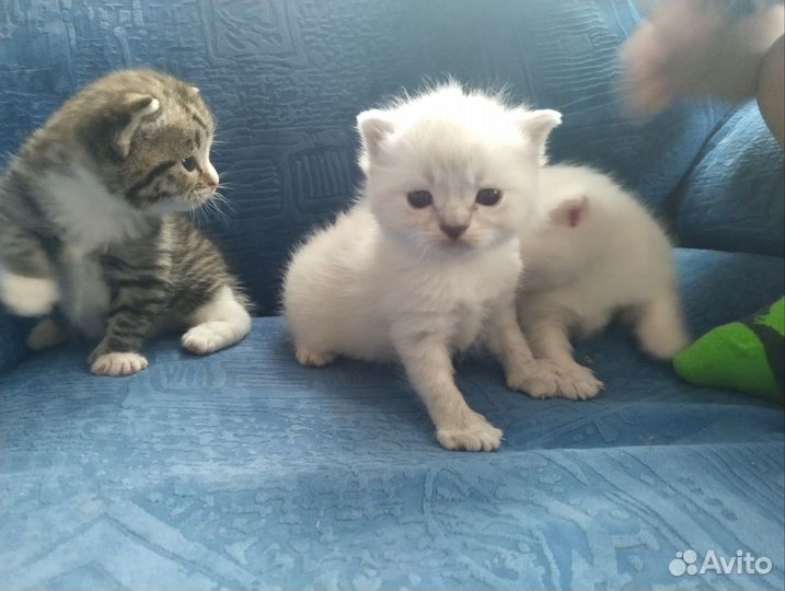 Отдам котенка в добрые руки
