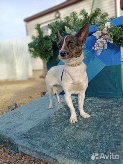 Маленькая собака бесплатно