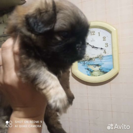 Щенки пекинеса