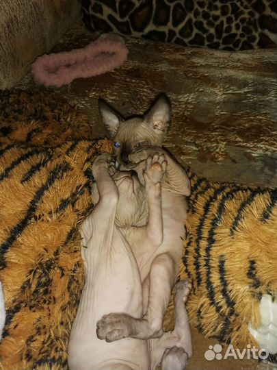 Канадский сфинкс