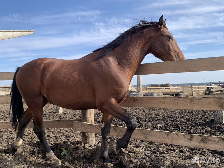 Продам жеребца