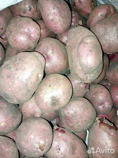 Продам картофель с доставкой