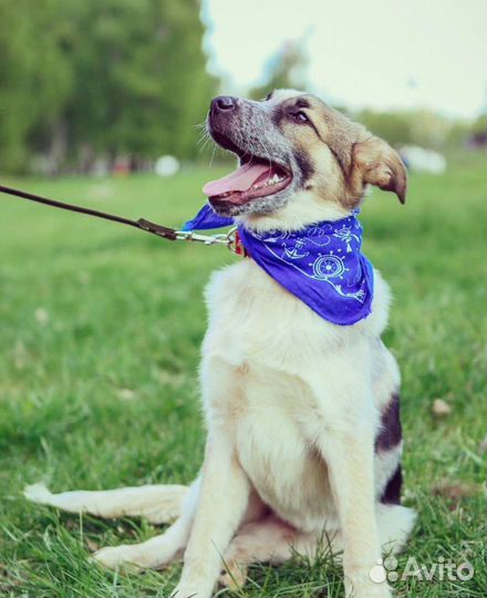 Милый пёс Микс в добрые руки