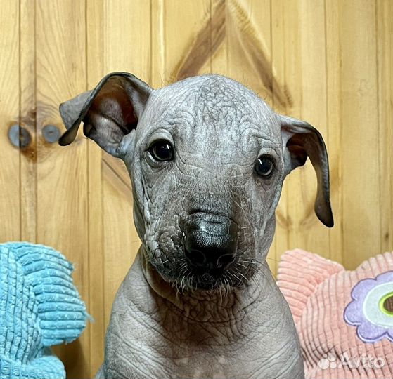 Ксолоитцкуинтли стандарт