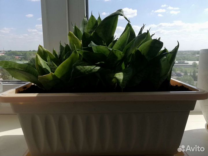 Сансевиерия Ханни