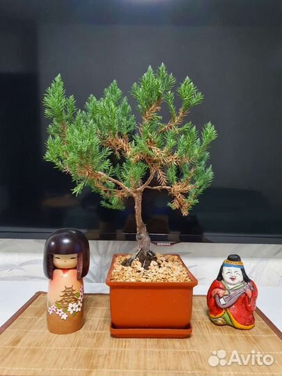 Бонсай из можжевельника