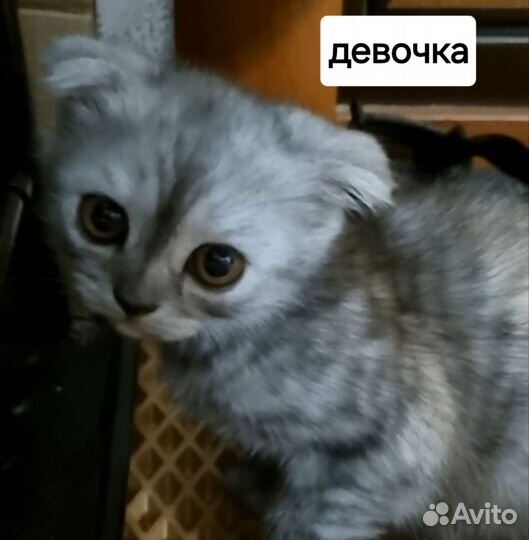 Шотландские вислоухие котята