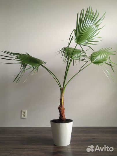 Пальма Вашингтония
